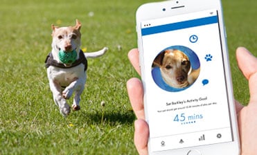 What Do Pet Parents Want? Trends and the Wearable Pet Tech Market