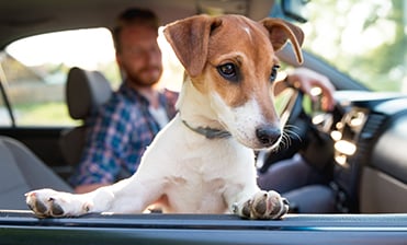 Dogs and driving don’t mix, unless the pets are safely confined